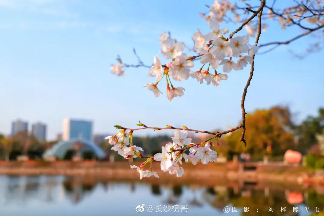 终于等到这一天!长沙酒吧、KTV、餐饮、商场,都可以去了!还有短程旅游,可以去这些地方!