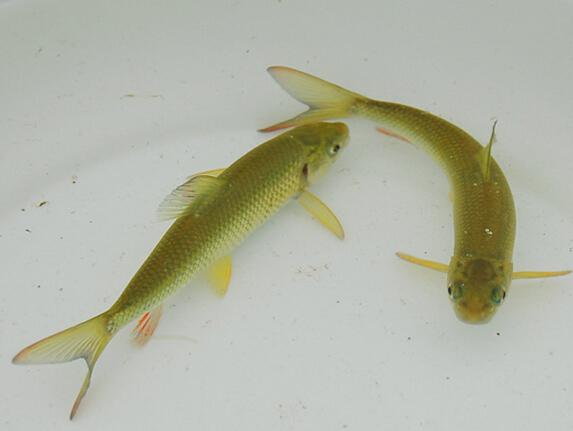 最贵人工养殖的十大淡水鱼排名,中国最贵的淡水鱼多少钱一斤