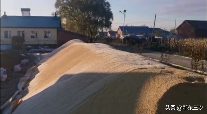 北大荒种2000亩玉米,北大荒农场水稻户