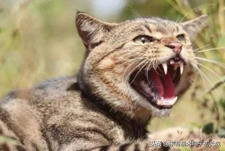 怎么判断猫咪是不是牙齿疼,可怕的猫咪牙疼