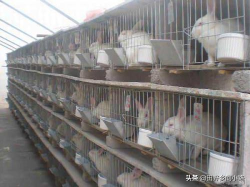 养殖宠物兔子的成本与利润分析,大规模养殖兔子需要什么条件