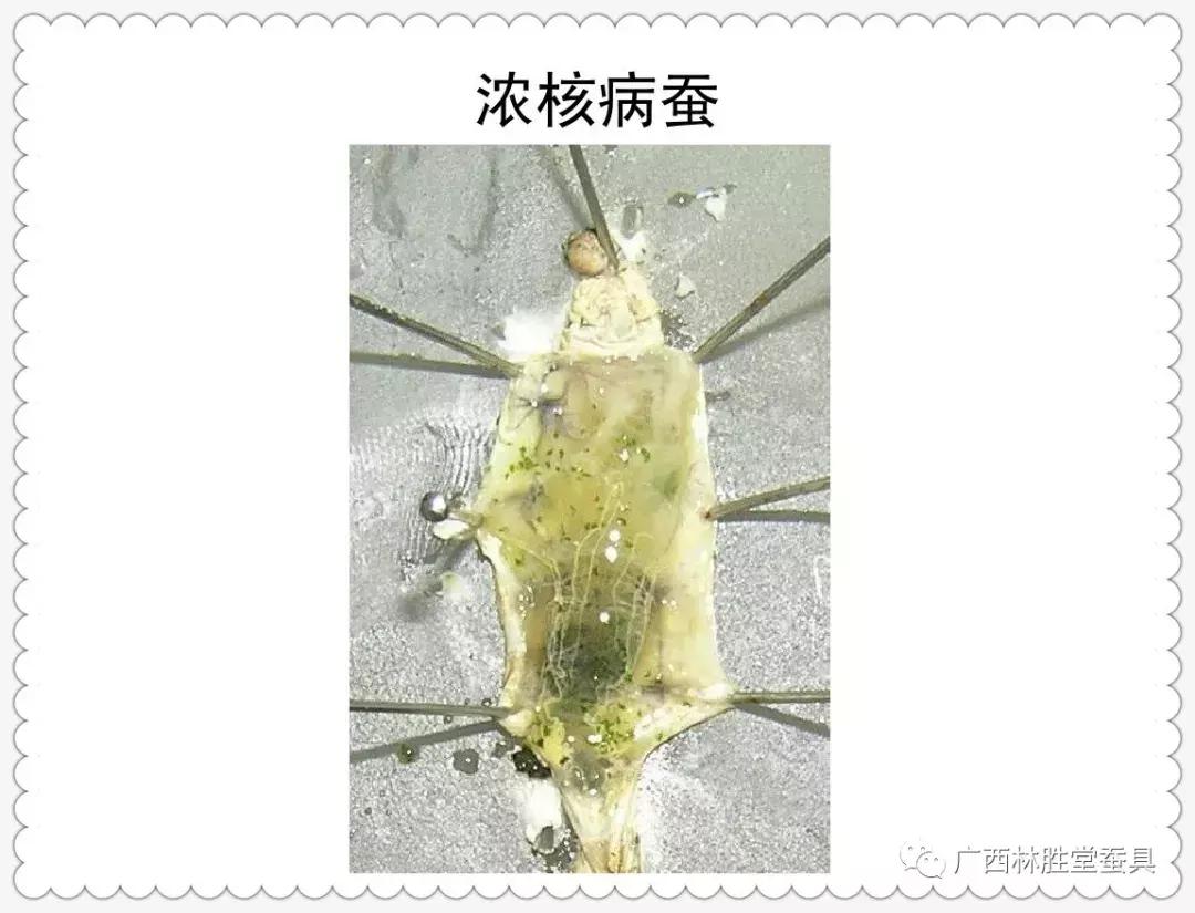 蚕脓病毒怎么彻底消灭,怎样防治脓蚕