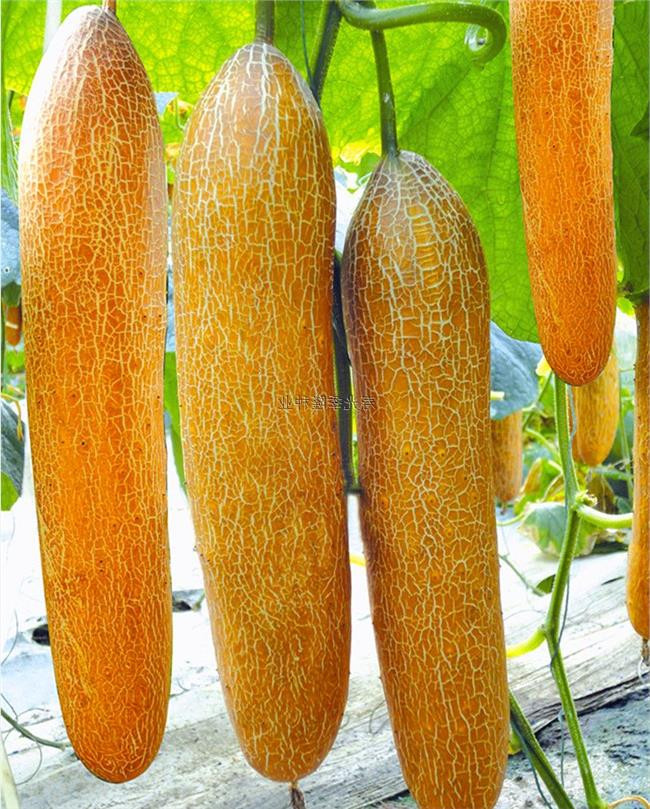 乡情散文：庄稼院儿的种地“留种”