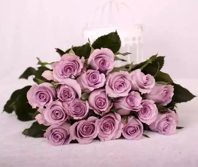 100种玫瑰品种图鉴大全,100种玫瑰品种图解