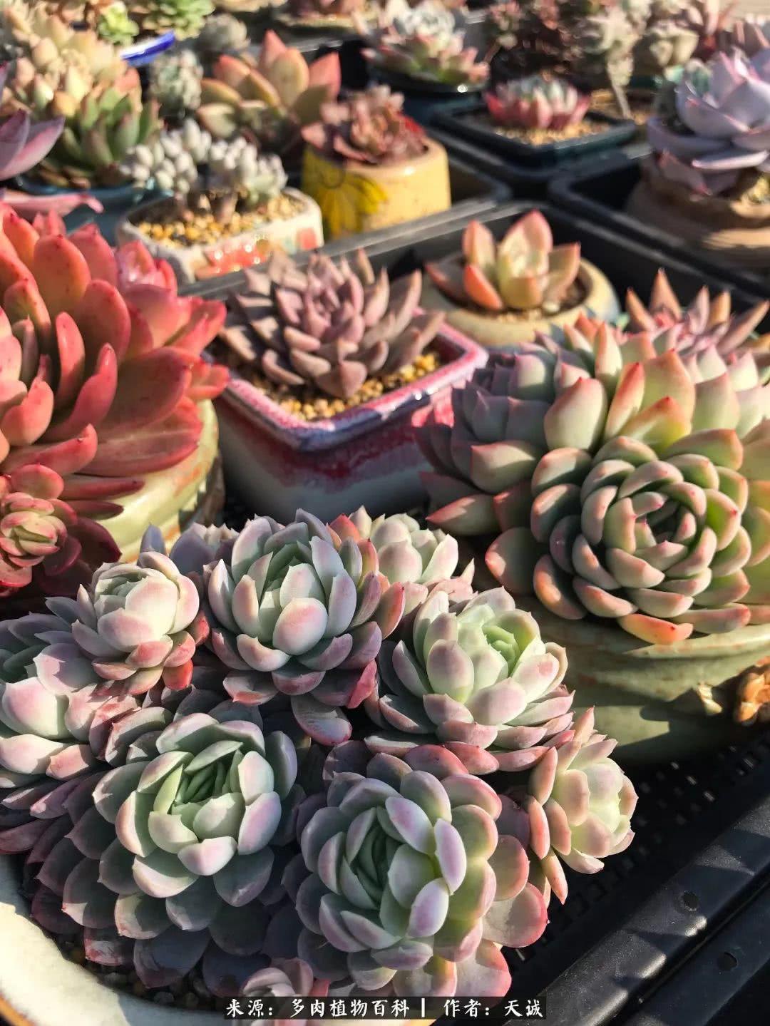 多肉从小养到大的过程,真爱的力量教程