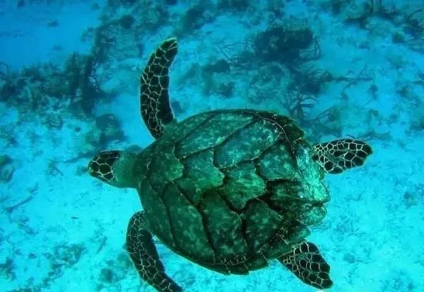 这么贵一片的吉他拨片，是交智商税还是确实能改善音色？