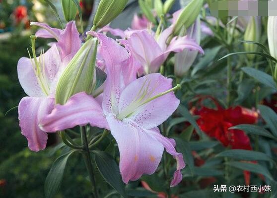 香水百合怎么养才会花开不断,如何养香水百合才可以养好呢