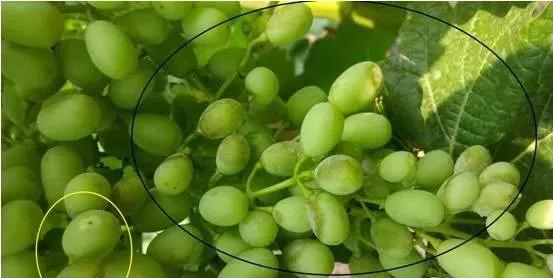 葡萄红蜘蛛病害图片,葡萄病害常用杀菌剂