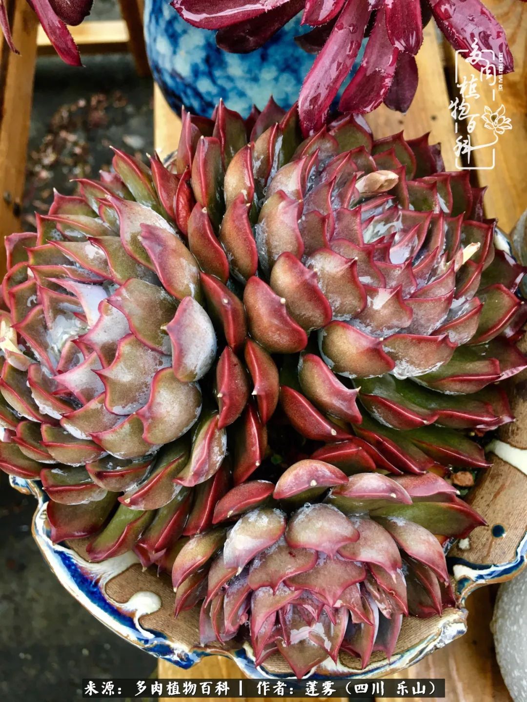 治愈系多肉精灵,初冬携一抹暖阳与多肉相伴