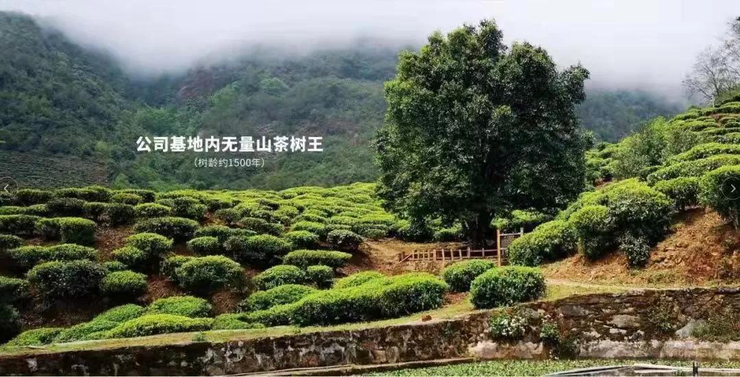 清华大学担负起定点帮扶：大理南涧县土林凤凰茶品味