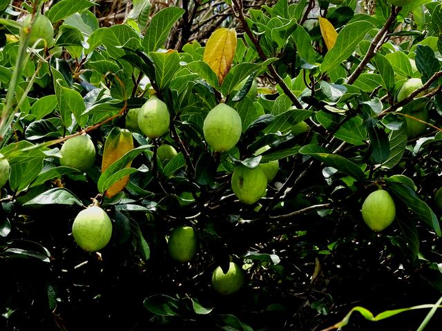 盛夏，一起品薜荔之文化，尝木莲之美味