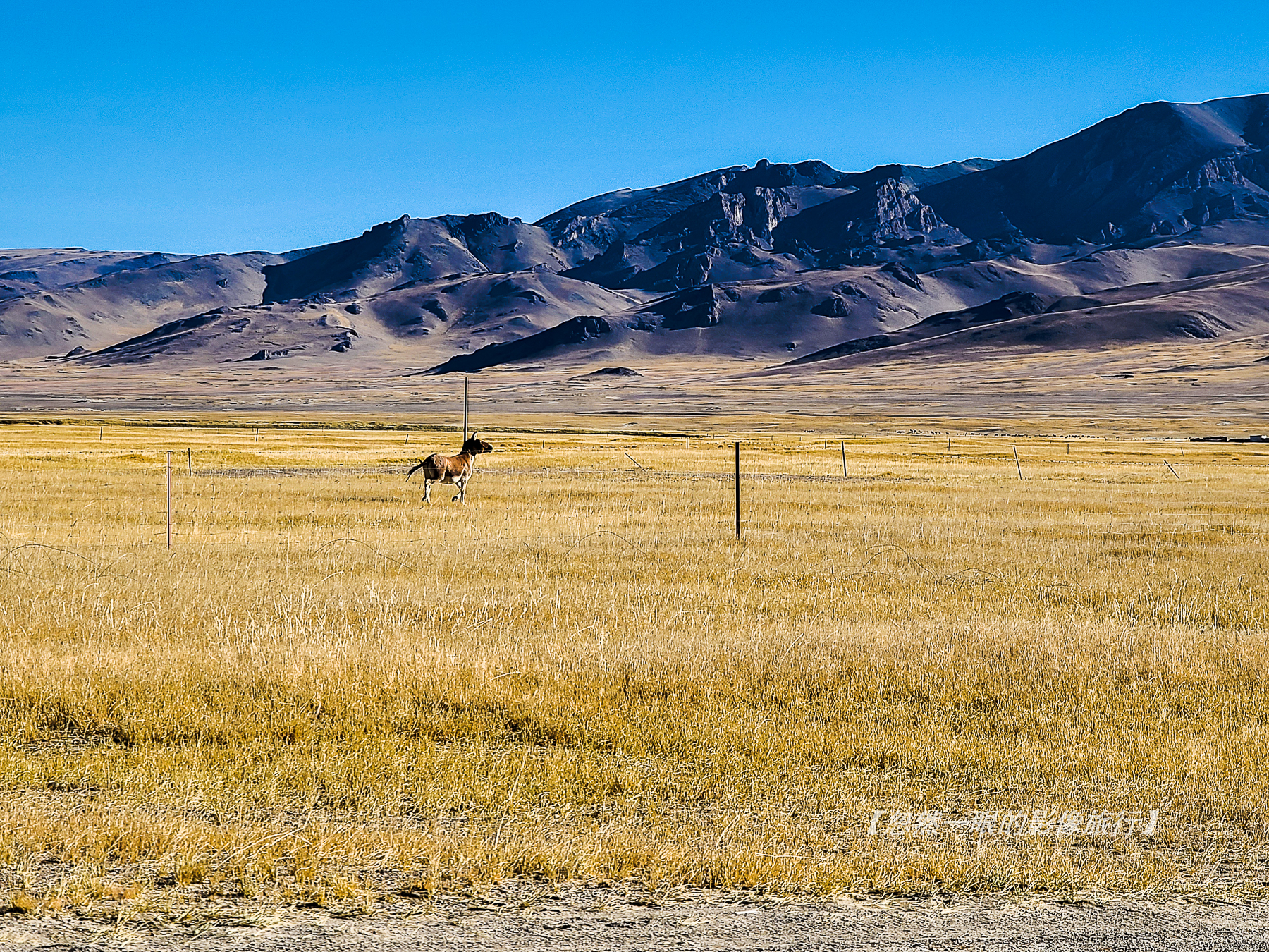 阿里无人区野狼出没,阿里无人区狐狸