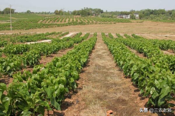 养蚕如何预防中毒,桑园虫害防治