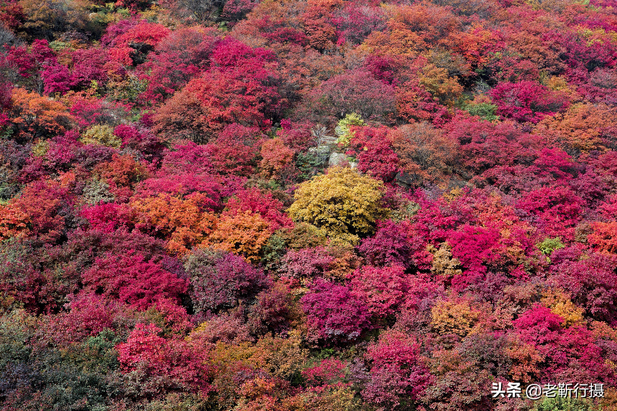 济南近郊赏红叶攻略无门票小众,济南红叶谷今年最佳观赏红叶时间