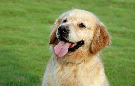 金毛幼犬眼睛总是有眼屎是怎么了,金毛眼屎多还吐了怎么回事