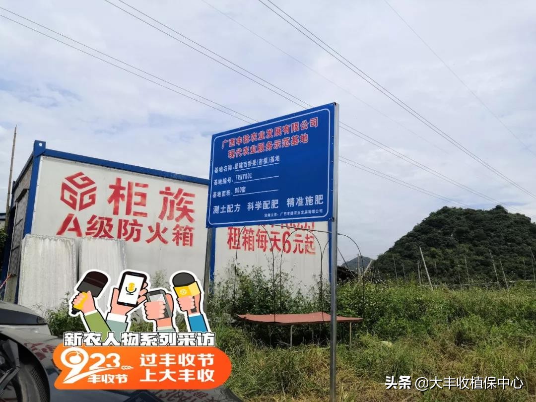 种植黄金果的高产技术,自家种植的黄金果