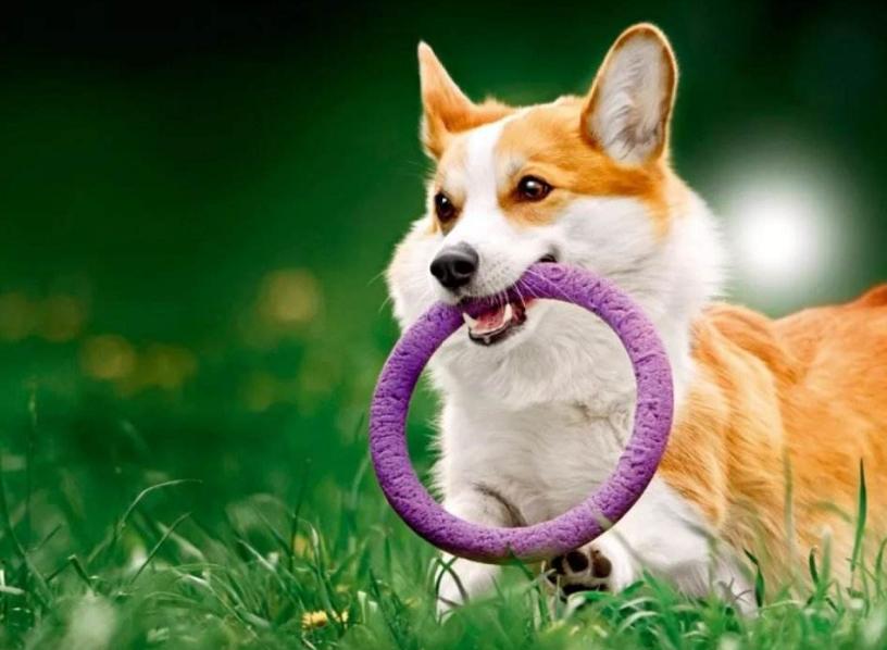 比格犬和柯基犬优缺点,威尔士柯基犬优缺点