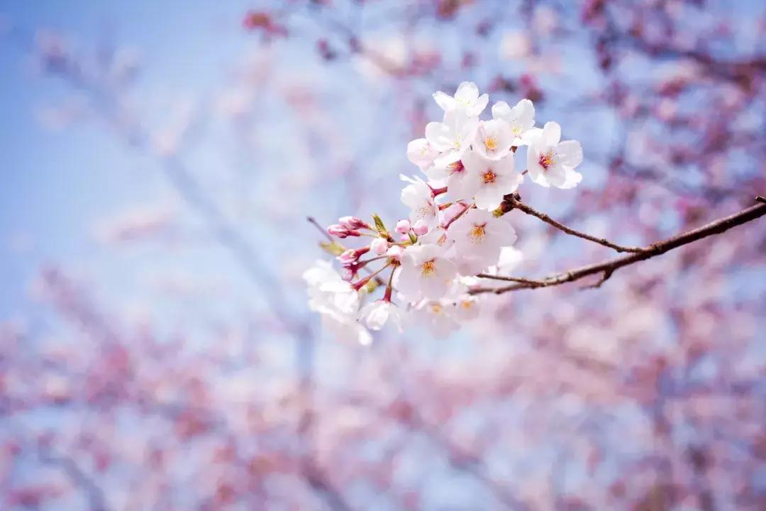 何必远赴日本！这个超级浪漫的赏樱地已花开成海，错过后悔一年