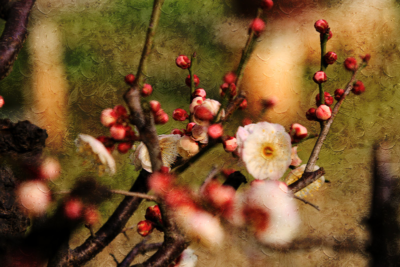 南京古林梅岭，二梅报春；盆景园梅花，婀娜多姿