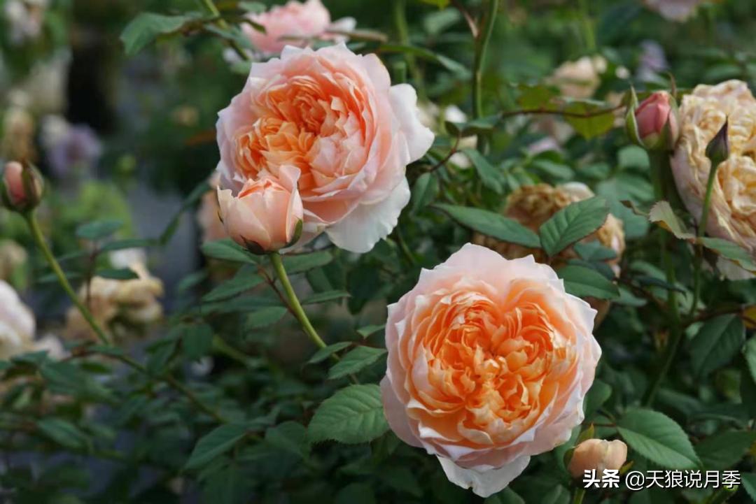 优雅女士月季花,奇葩月季品种图片