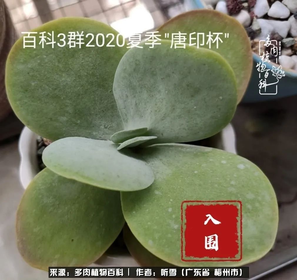 爱上多肉精致生活,爱上多肉我们的减压法宝