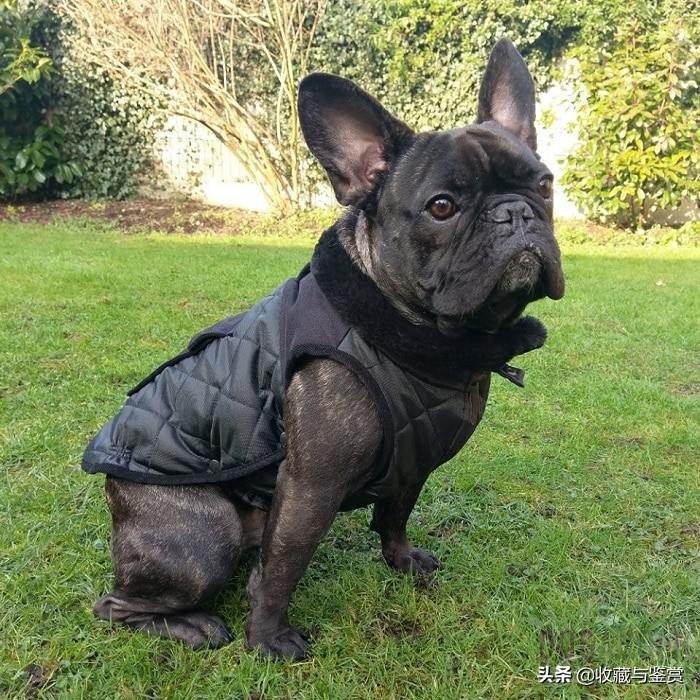 世界上昂贵的25个犬种