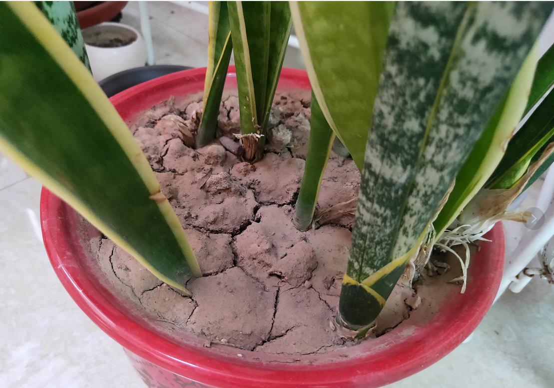 盆土板结沙化解决方法,盆土板结只是表面吗