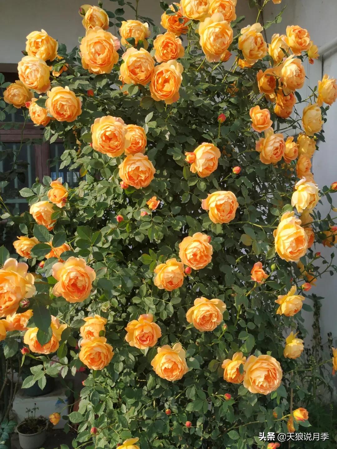 花友家的春花都开爆爆爆了，快来云赏花！（上）