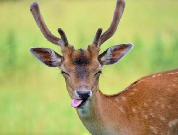 哺乳动物的发育过程为何相似,为什么哺乳动物都是雄比雌大