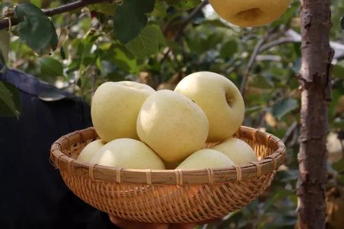 瘦脸吃什么水果,吃什么水果能瘦脸最快最有效