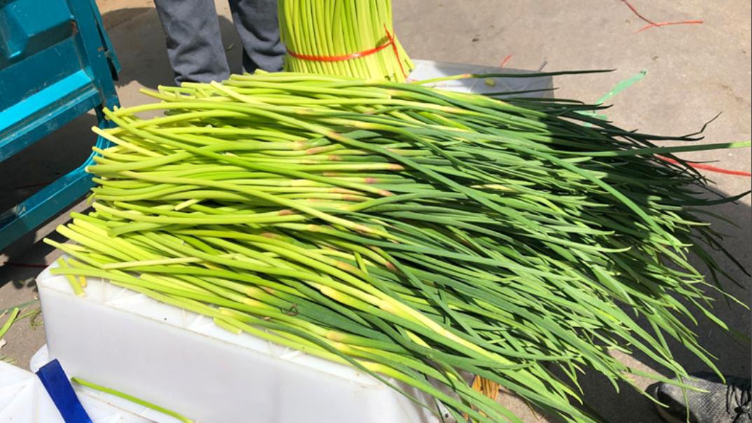 炒蒜苔怎么才能快速入味,大锅菜蒜苔过水还是过油