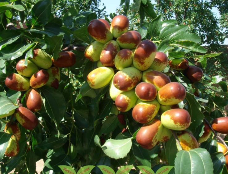 这5种大树，颜值高，经济实用，老一辈人生活经验中见证过的