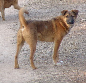 为什么这些狗狗当不了警犬，大型“反间计”现场
