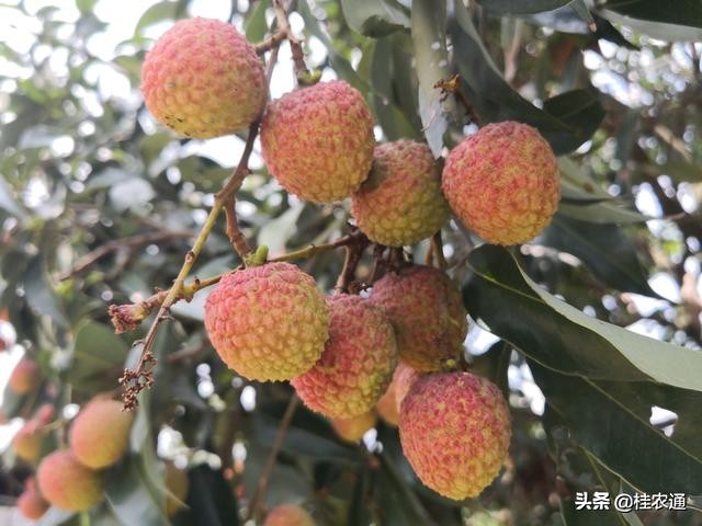 中国荔枝之乡是广西灵山还是广东,广西钦州灵山县是中国荔枝之乡吗