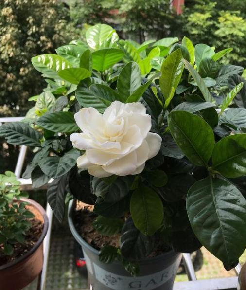 栀子花用什么肥料养叶子不黄叶,栀子花黄叶施什么肥料