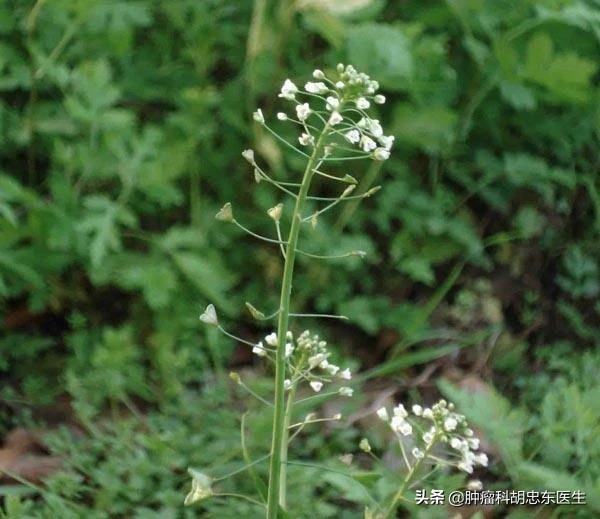 荠菜煮鸡蛋你吃了吗,荠菜煮鸡蛋吃了好不好