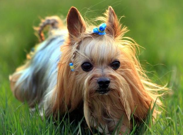 约克夏好养吗饲养约克夏正确方法,饲养狗狗的5大误区