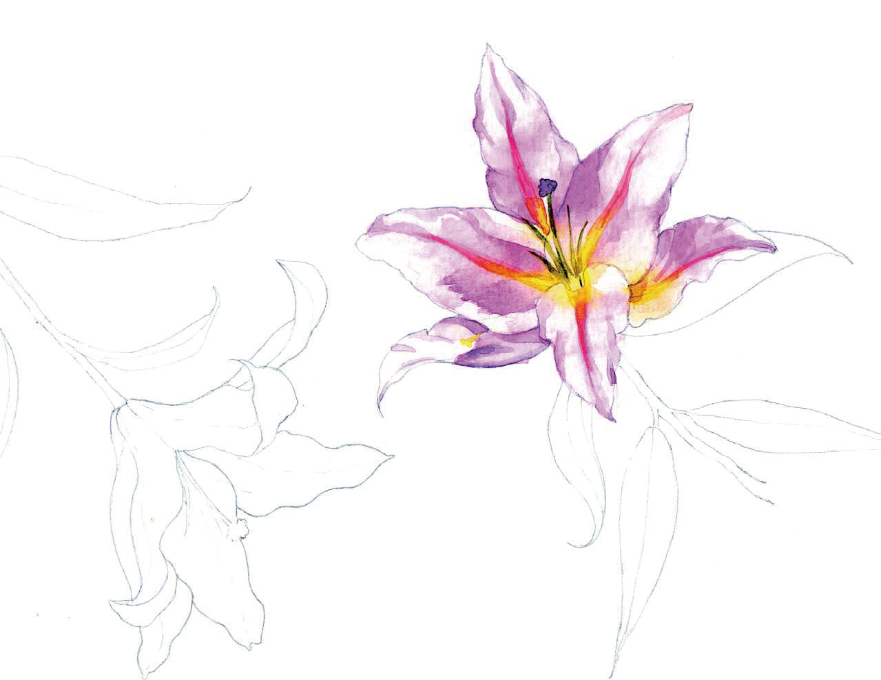 清爽又干净的水彩花卉手绘,学习水彩花卉画法步骤