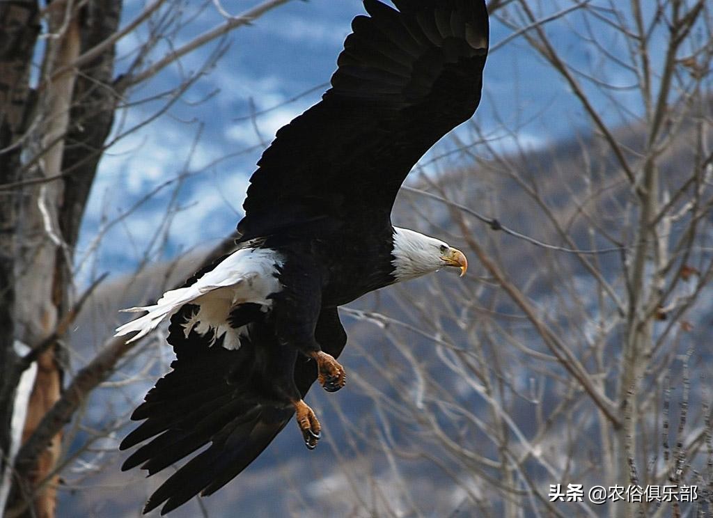 鸡老是被老鹰叼走有什么办法,山里散养鸡怎么预防黄鼠狼和老鹰