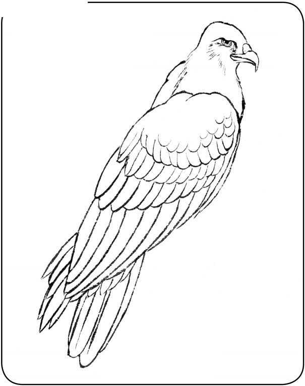国画初学者入门步骤鸟禽,国画各种鸟类画法大全