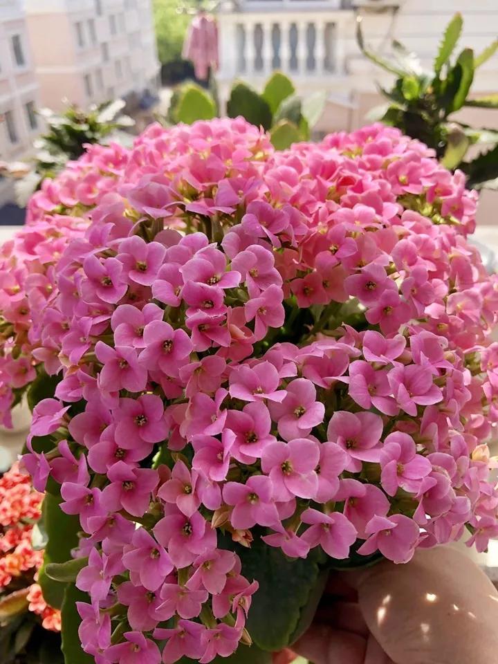 长寿花，寓意好、开花漂亮，花期长，品种多达300个