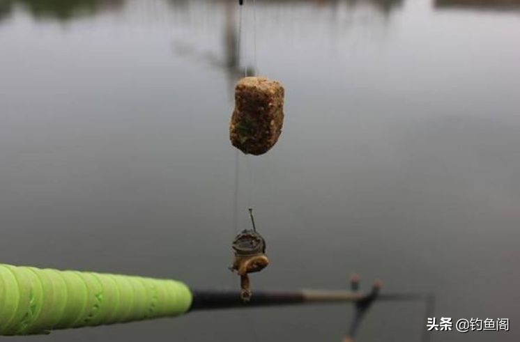 钓野生鱼的秘密,钓野生大鲤鱼