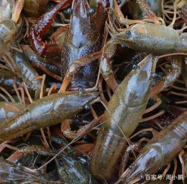 琥珀龙虾一条街价格,贵池路龙虾一条街