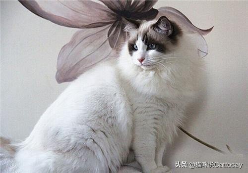 靠喂流浪猫，找到了老婆，创业也成功了！28岁北大小伙猫咪奇遇记