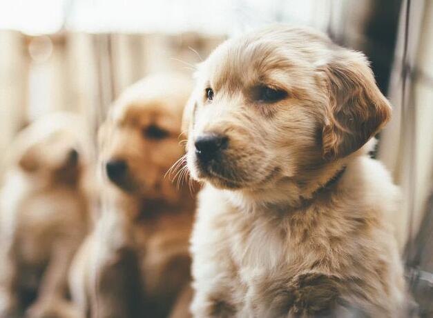 金毛寻回猎犬智商排行,金毛智商排行榜前十名