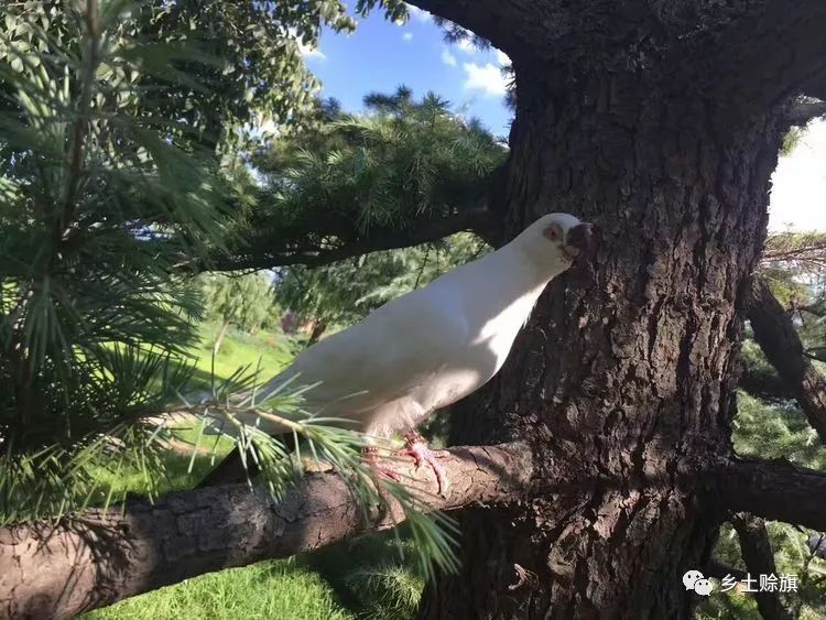 赊店鸽事之四鸽王末路
