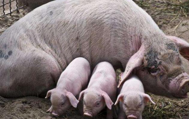 母猪配几次都不受孕怎么办,母猪受孕不成功是什么表现