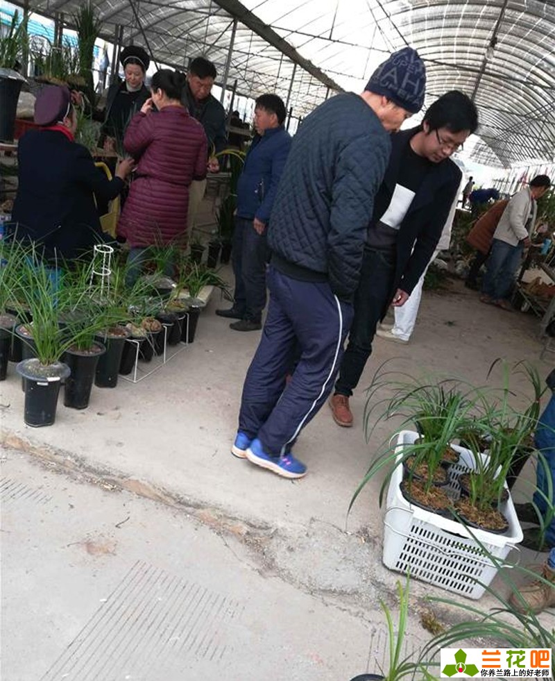 现在兰花有特别贵的吗,兰花各种种类的价格