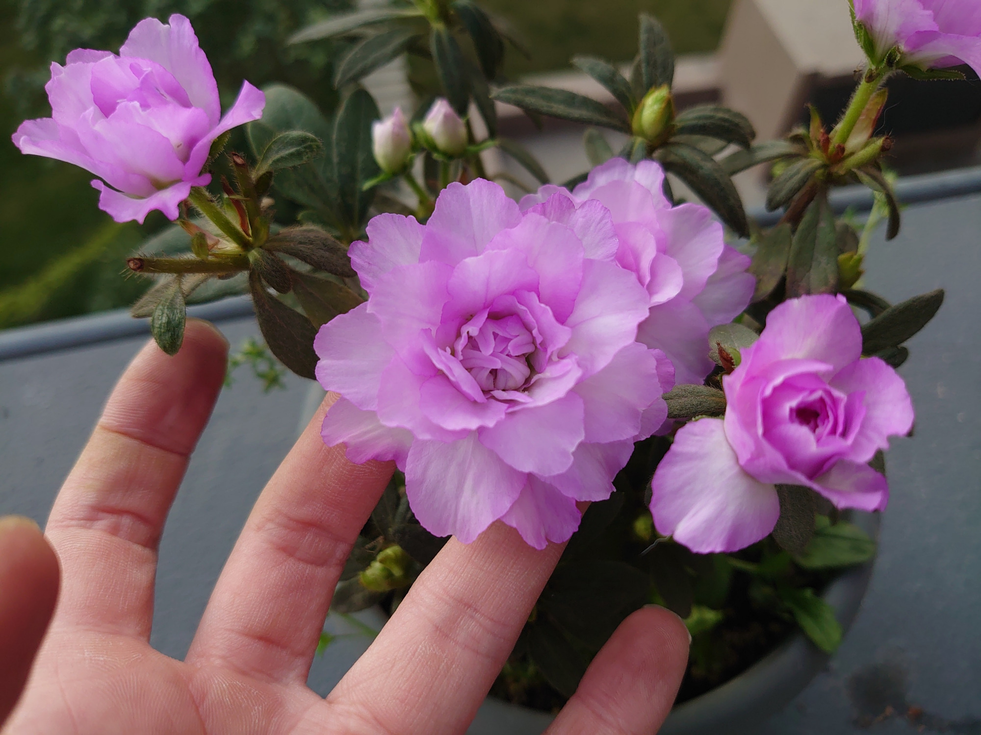 杜鹃花一直招虫子,杜鹃花一直阴死阳火怎么办