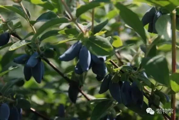 我叫勃利，这是我的个人名片